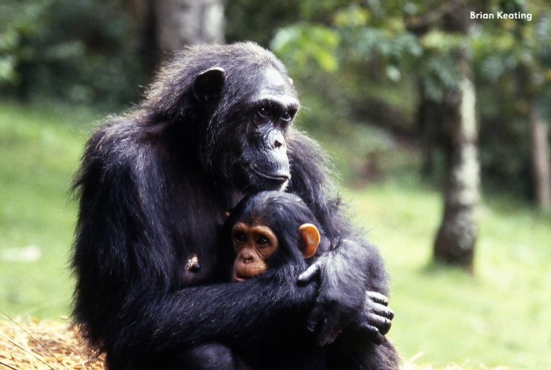 El amor de las madres chimpancés