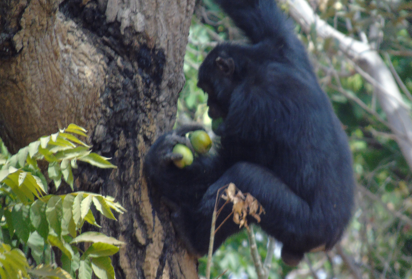 Publicamos las primeras observaciones de consumo de cultivos por chimpancés de sabana