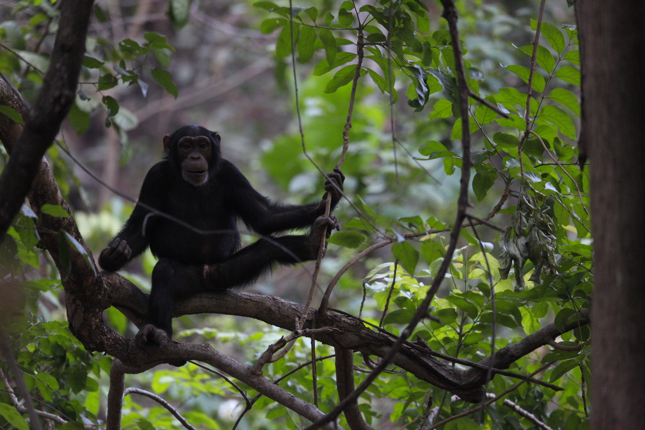 El 'Pan troglodytes verus', entre las 25 especies de primates más amenazadas del mundo