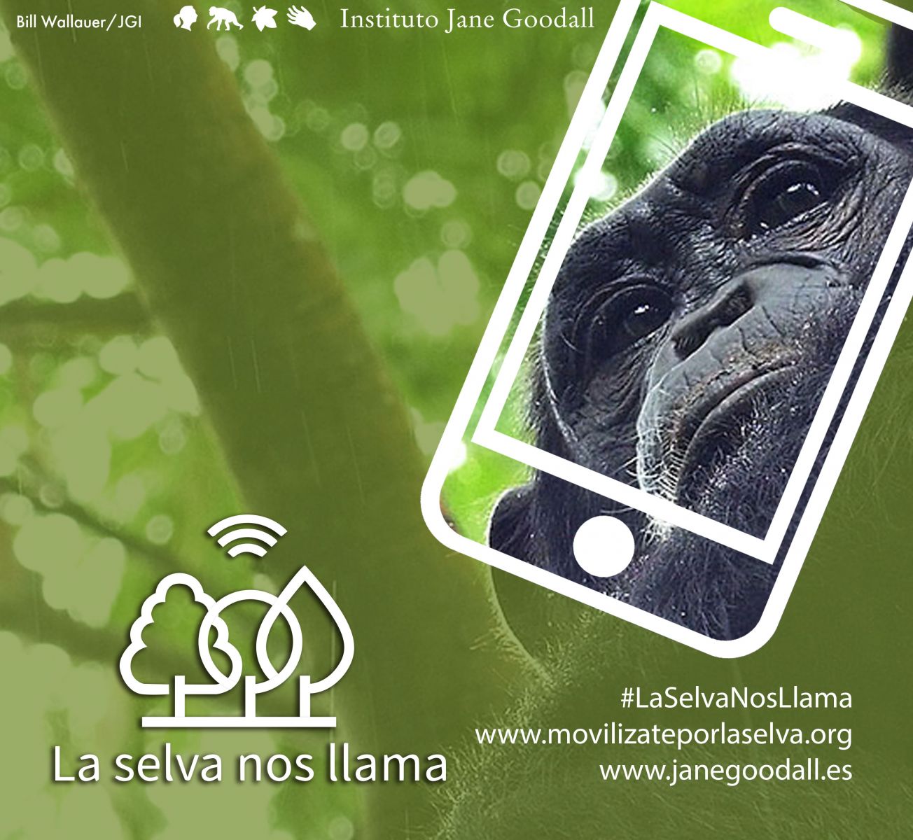 ¿Escuchas eso? La selva nos llama