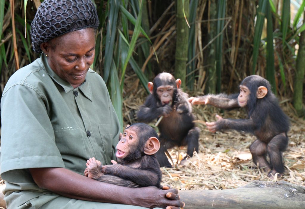 Una madre para los chimpancés huérfanos rescatados: Antonette