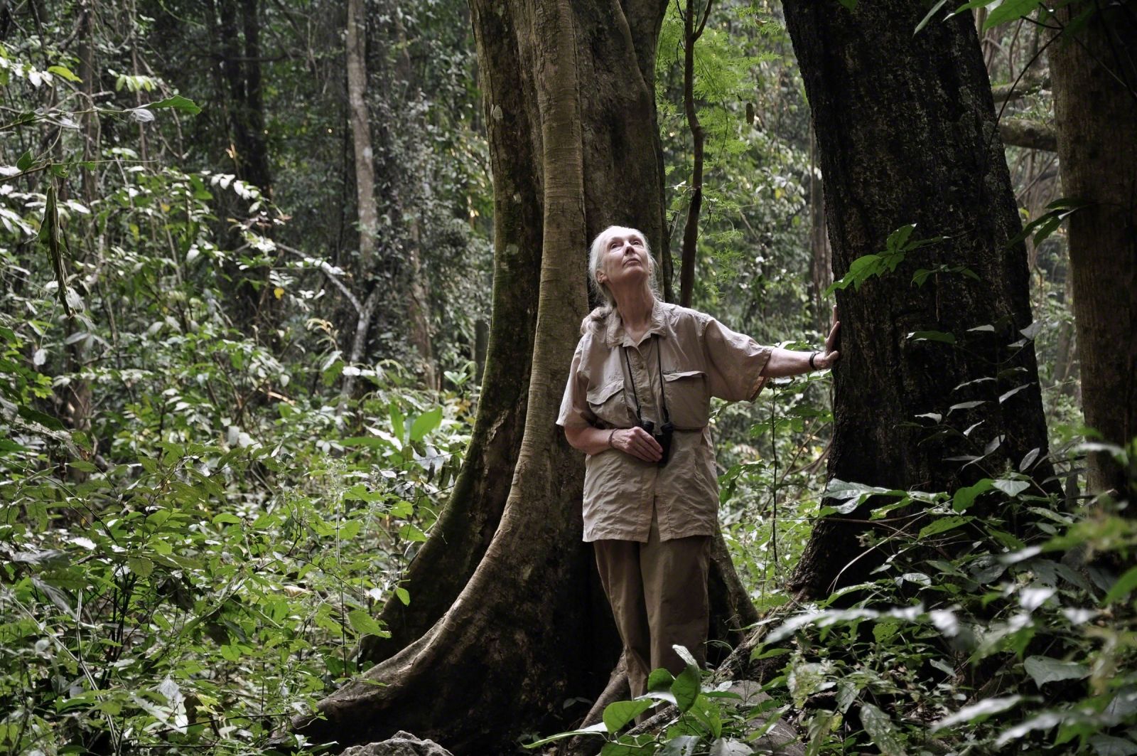 Reflexiones de Jane Goodall en el Día del Medioambiente