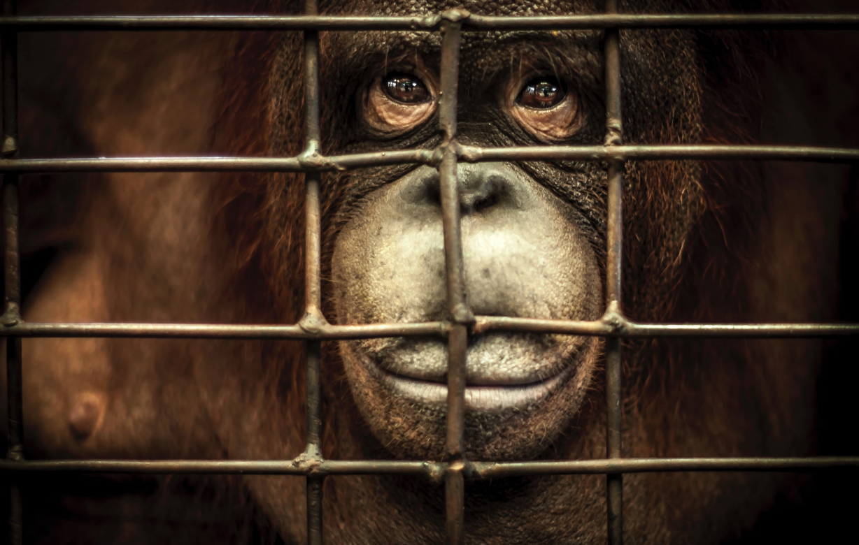 Retratando el cruel turismo que explota orangutanes
