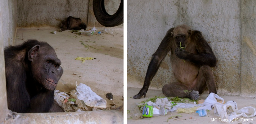 ¡Tres chimpancés rescatadas en Angola!