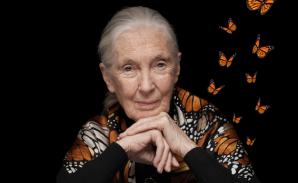 Dra. Jane Goodall, madrina del 30º aniversario de SUNCINE
