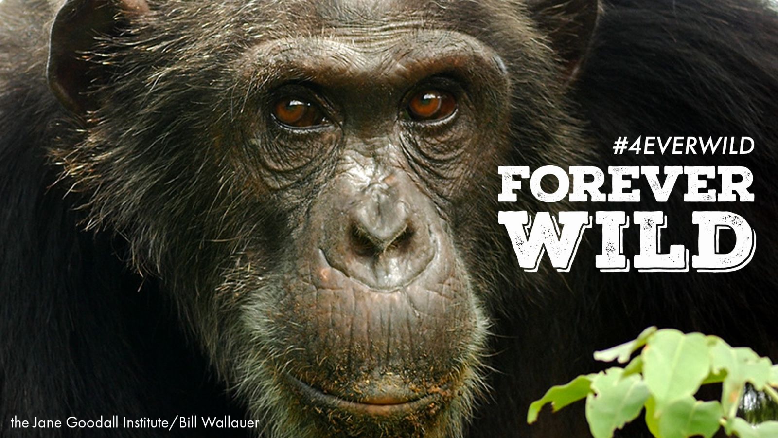 El IJG lanza la campaña ‘Forever Wild’ contra el tráfico de animales salvajes