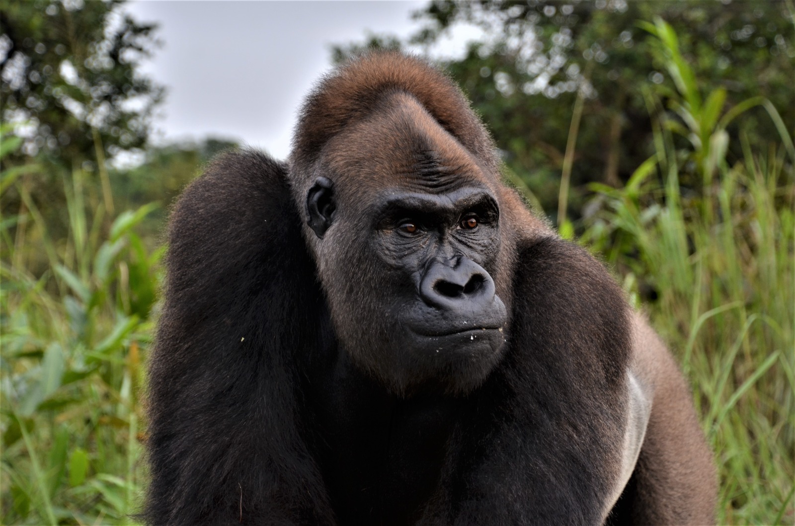 Día del Gorila: Trabajamos para protegerlos