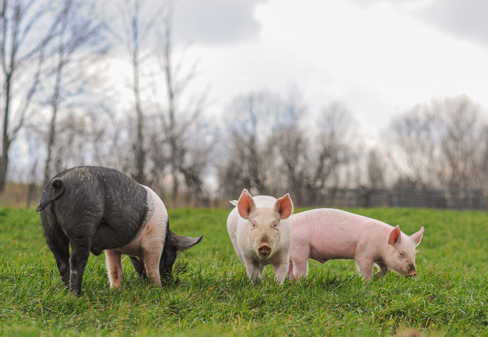 Ensayo sobre granjas industriales: razones para adoptar una dieta basada en vegetales