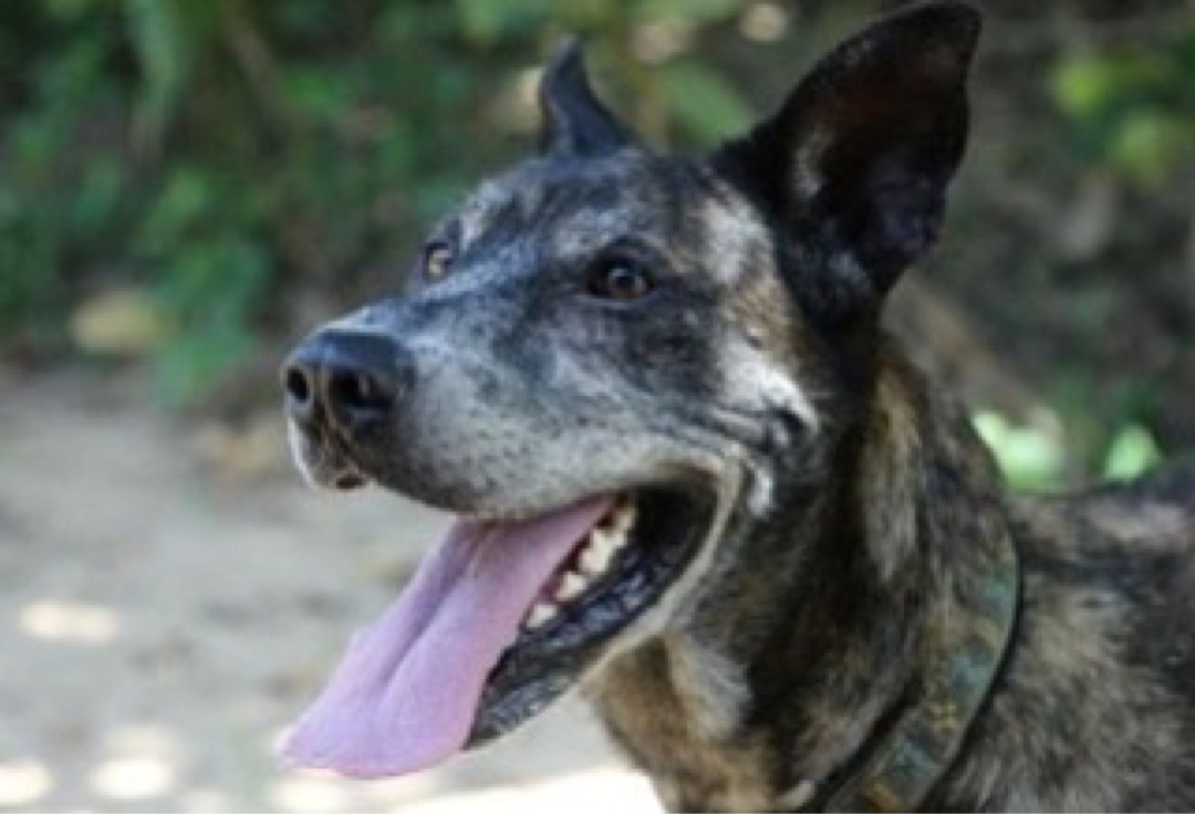 Holly, una de las perras rastreadoras del IJG, busca familia en España
