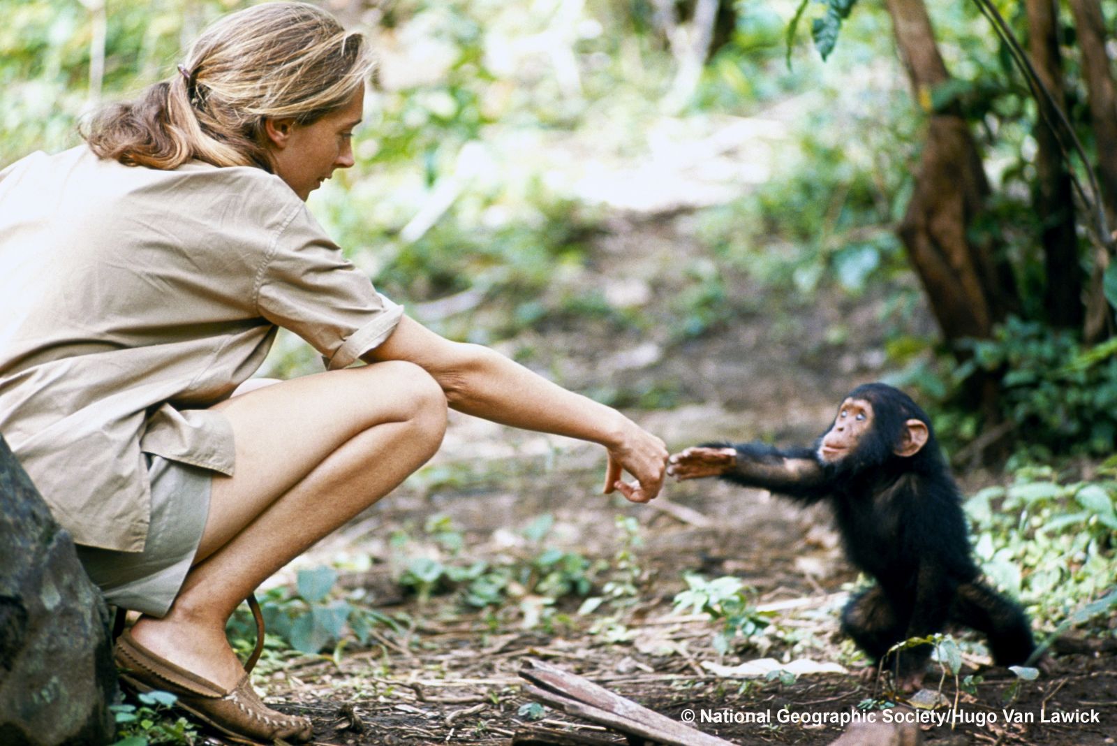 ¡La Dra. Jane Goodall viene a España y Andorra!