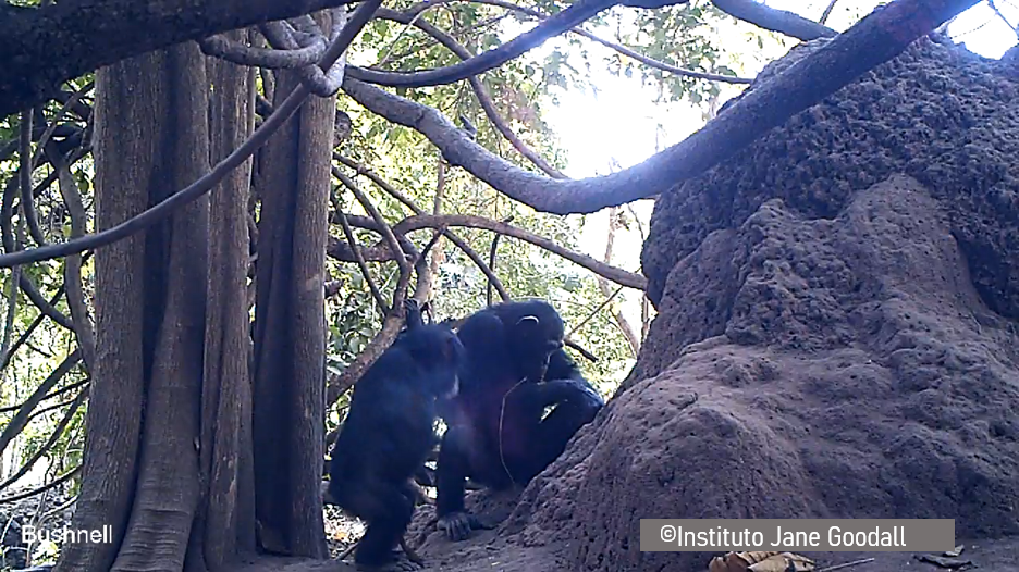 Cultura chimpancé y cultura humana más cerca que nunca