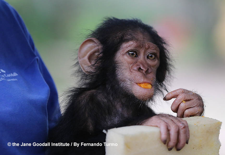 Celebra unas Navidades solidarias regalando un "Chimpamig@"