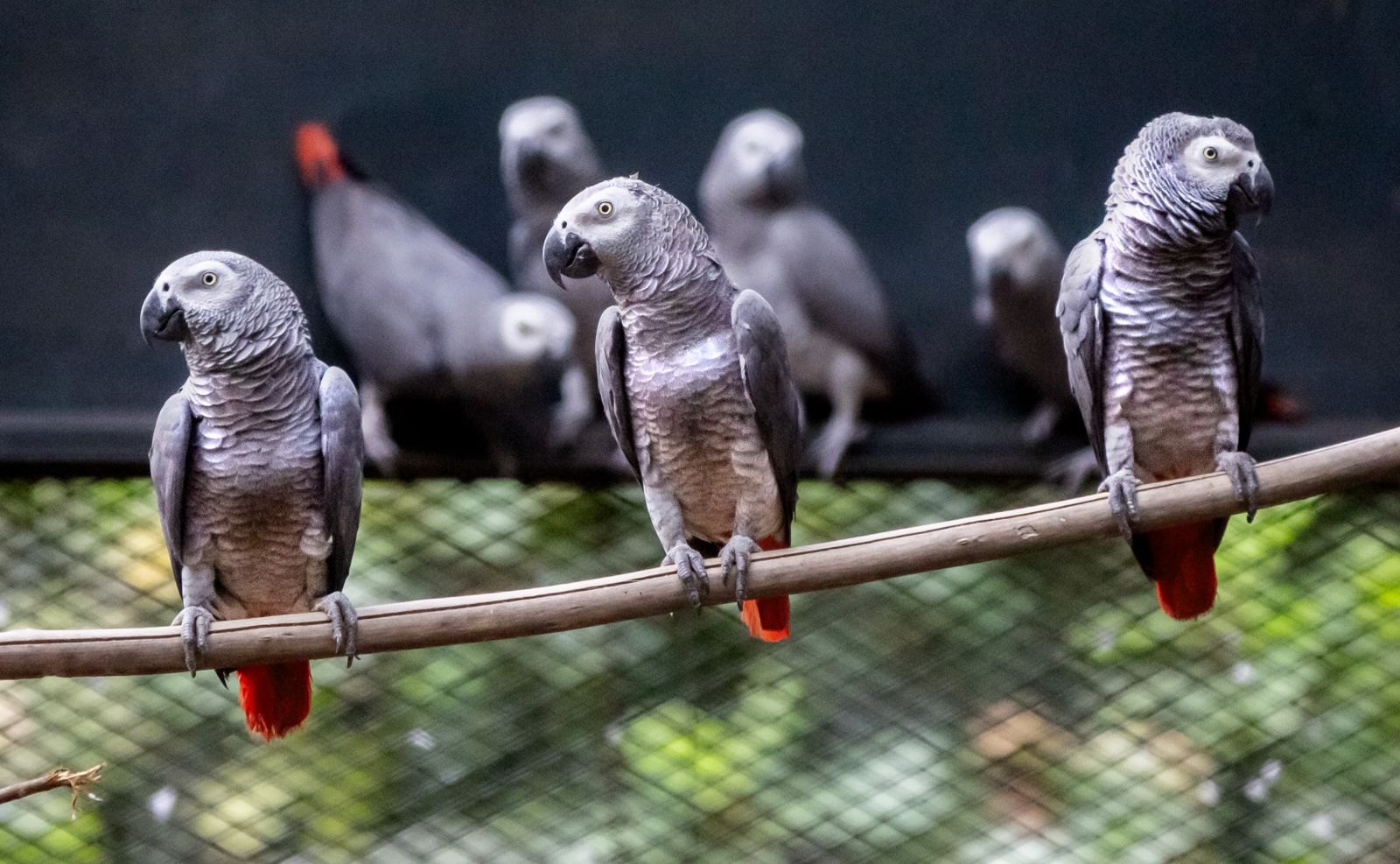 Acogemos en Congo a loros grises rescatados en España para liberarlos en su hábitat natural