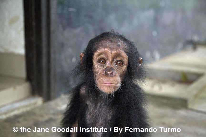 Conoce a Perrine, la nueva cría rescatada por el IJG