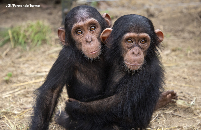 ¡Dos nuevos bebés chimpancés llegan a Tchimpounga!