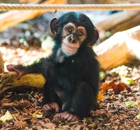 Condenamos el asesinato de 4 chimpancés en zoológico sueco 