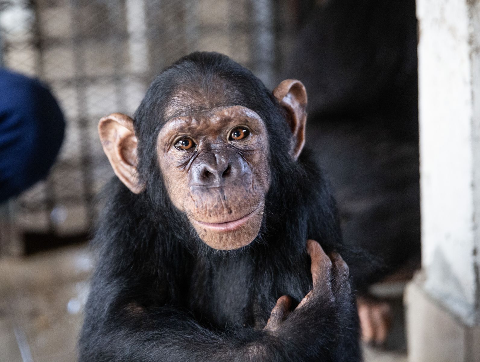 ¡Rescatamos a cuatro chimpancés en Angola!