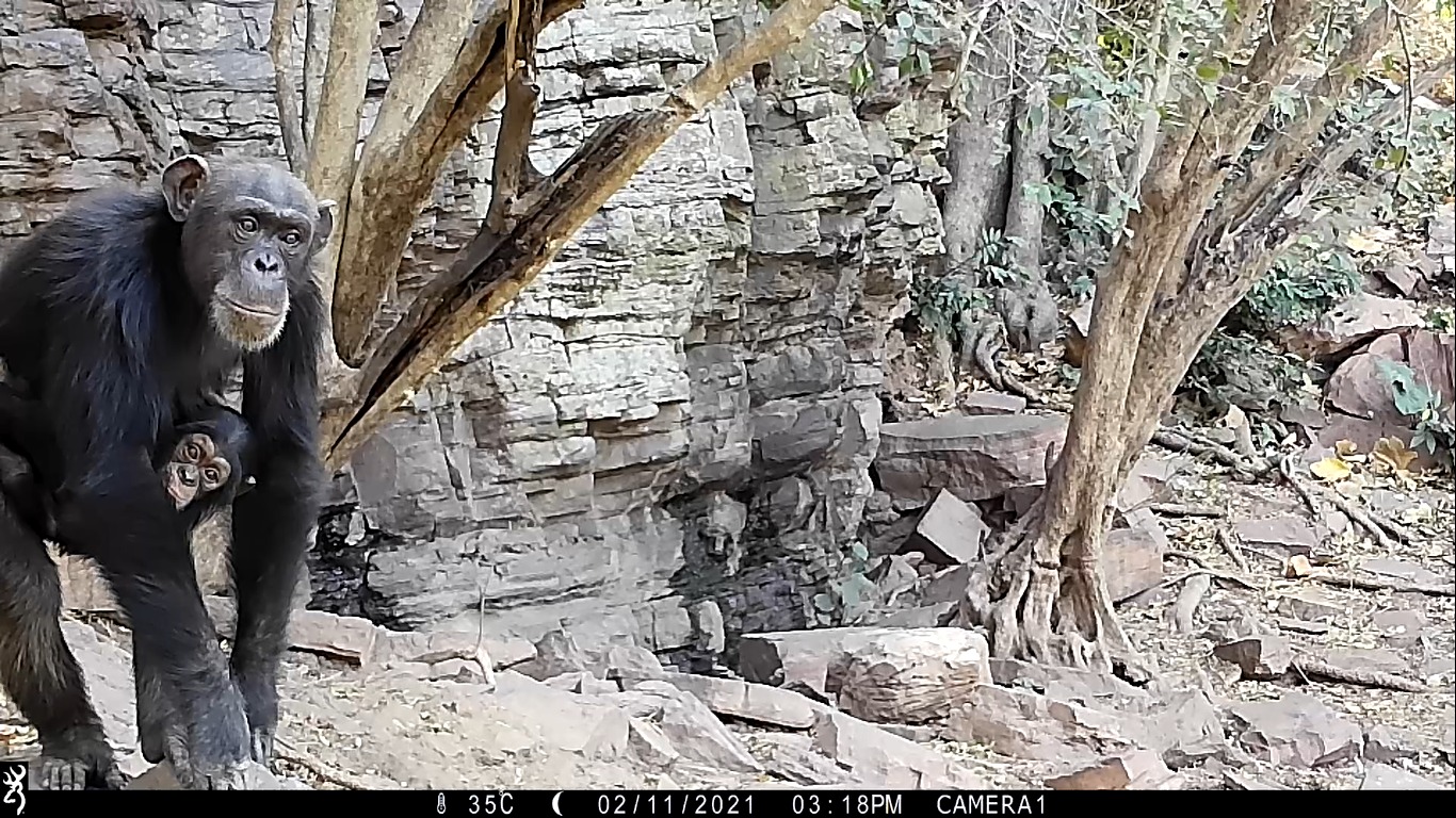 Monitoreo de chimpancés con cámaras trampa en Senegal