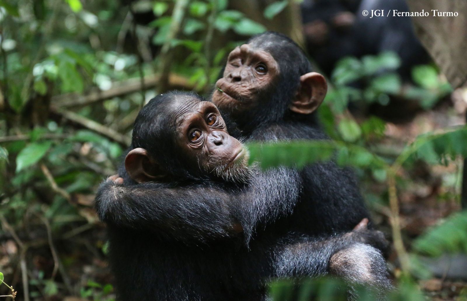 ¡Celebramos el Día Mundial del Chimpancé y el 65º aniversario de la llegada de Jane a Gombe!