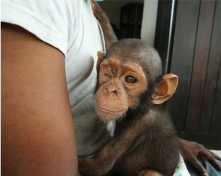 Nuevo rescate: ¡Bienvenido a Tchimpounga, Zezé!