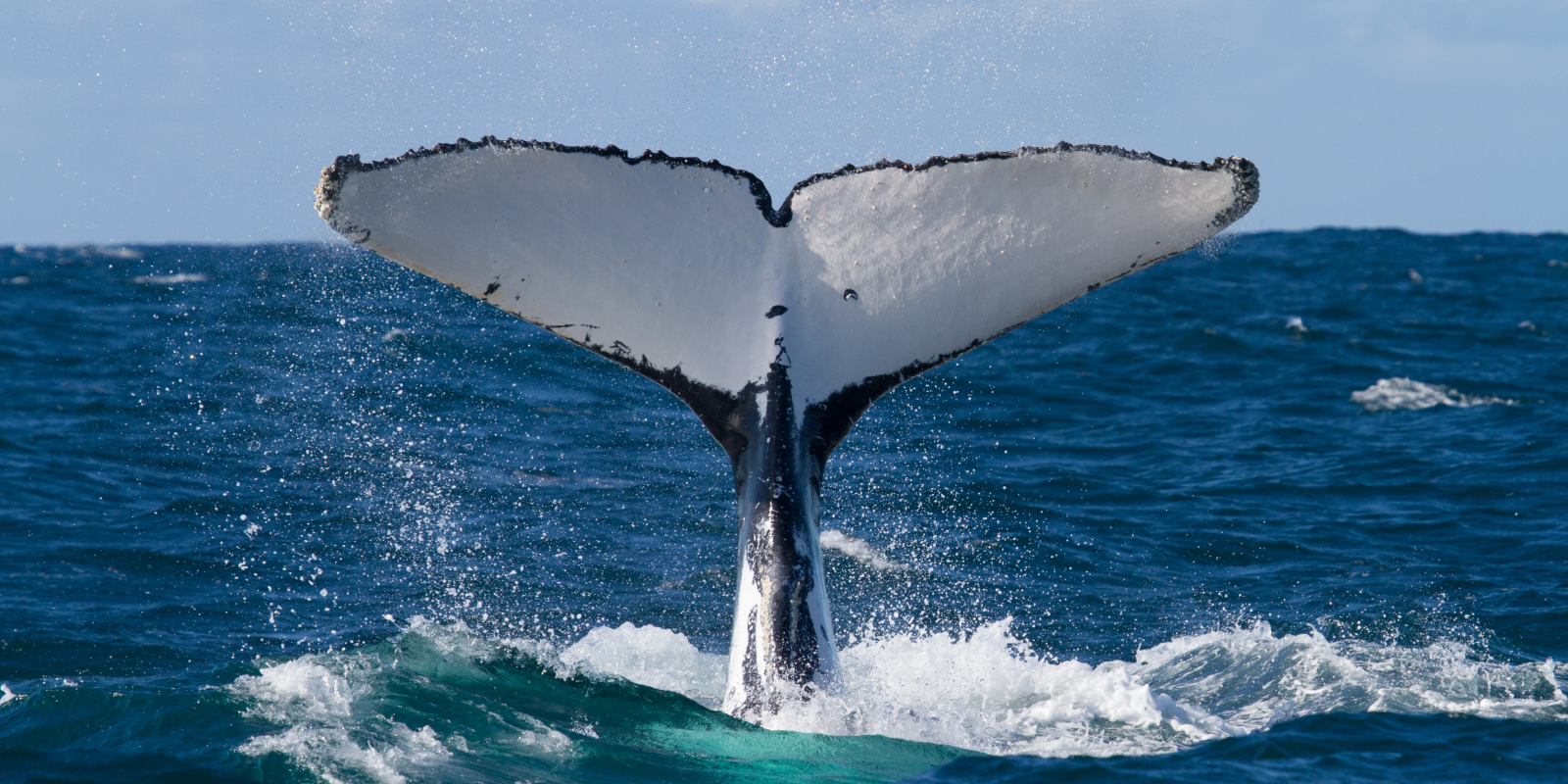 El IJG en contra de la caza de ballenas en Islandia