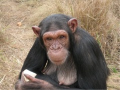 ¿Cómo consiguen los chimpancés alimentarse de cangrejos y tortugas?