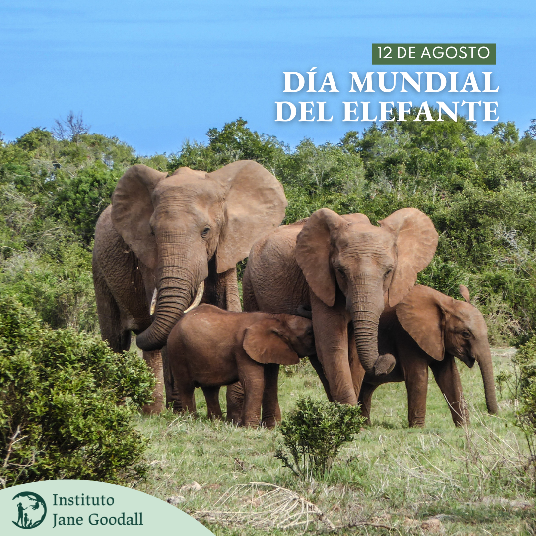12/8: Día Mundial del Elefante