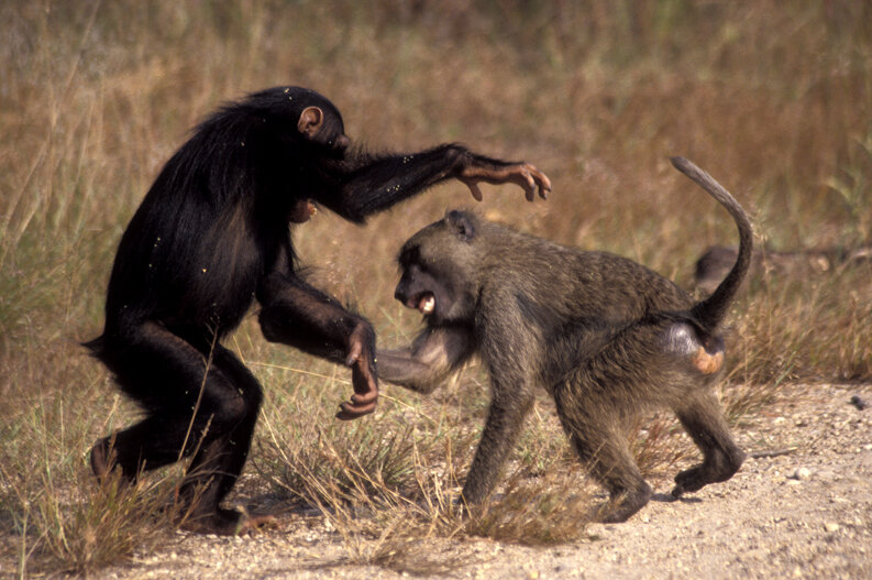 1/9 Día Internacional de los Primates