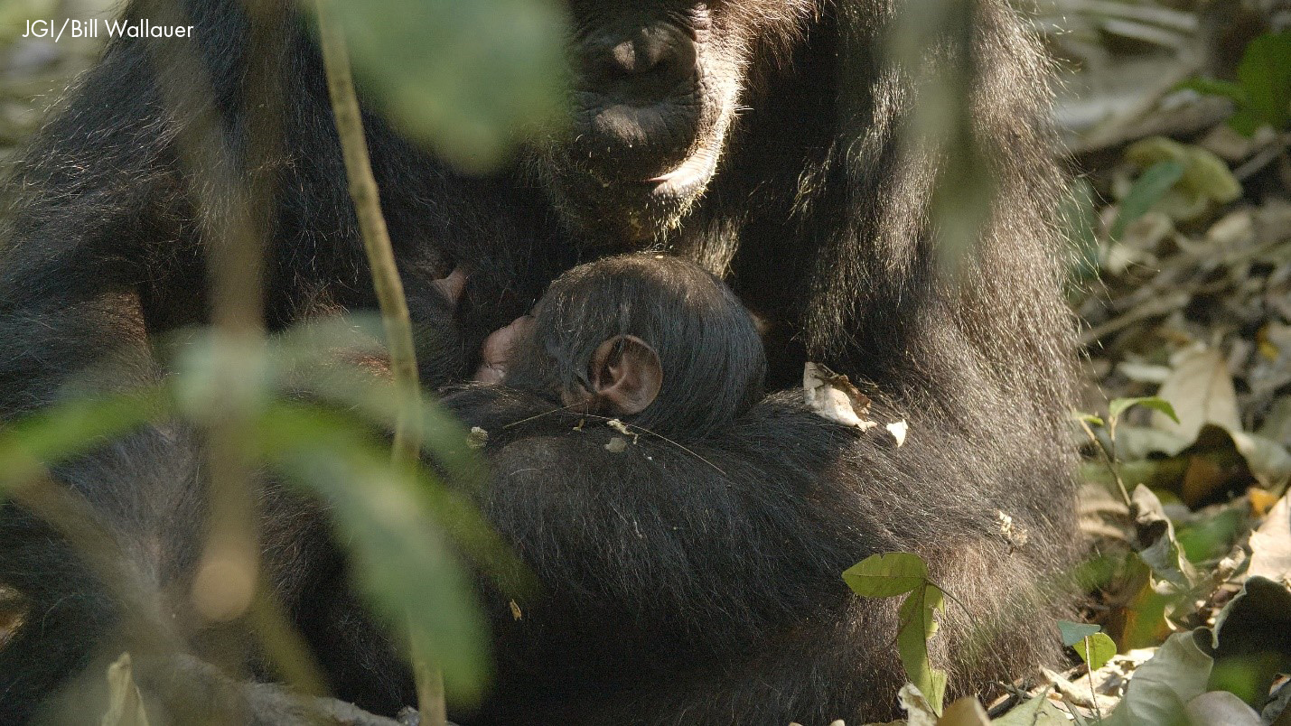 Goodali, nuevo bebé salvaje nacido en Gombe