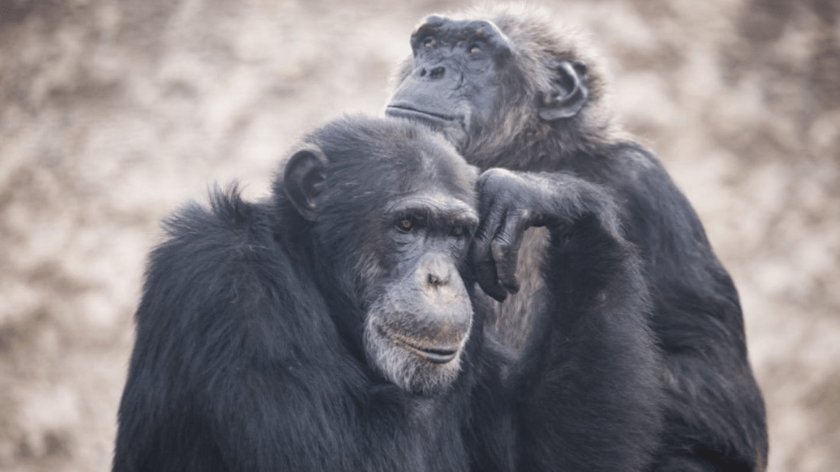 Condenamos el asesinato de dos chimpancés en un zoo de Colombia