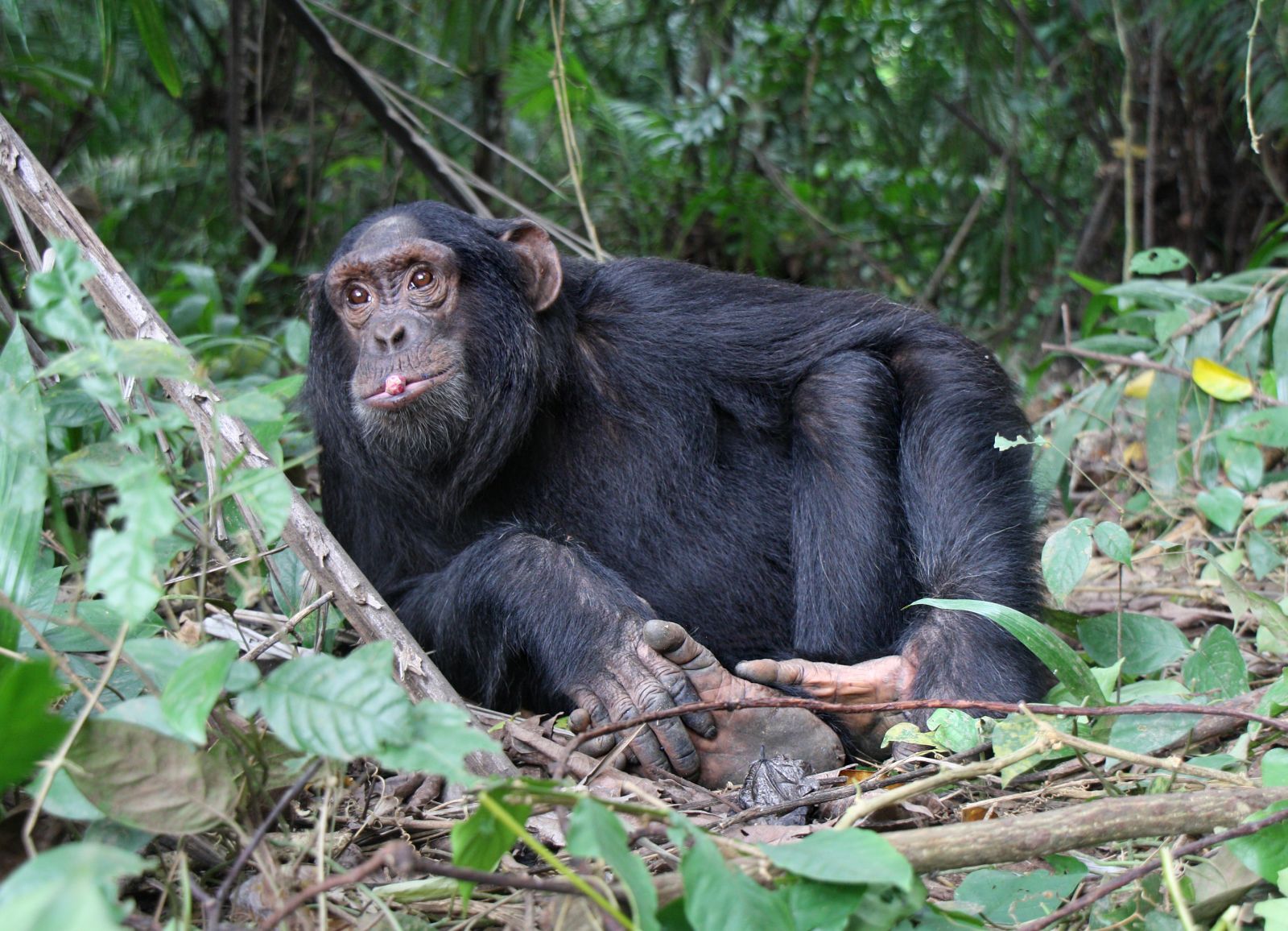 ¿Por qué debemos proteger a los chimpancés?